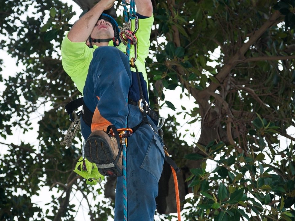 Qualified arborist working in a mature tree during a risk assessment in Hertfordshire