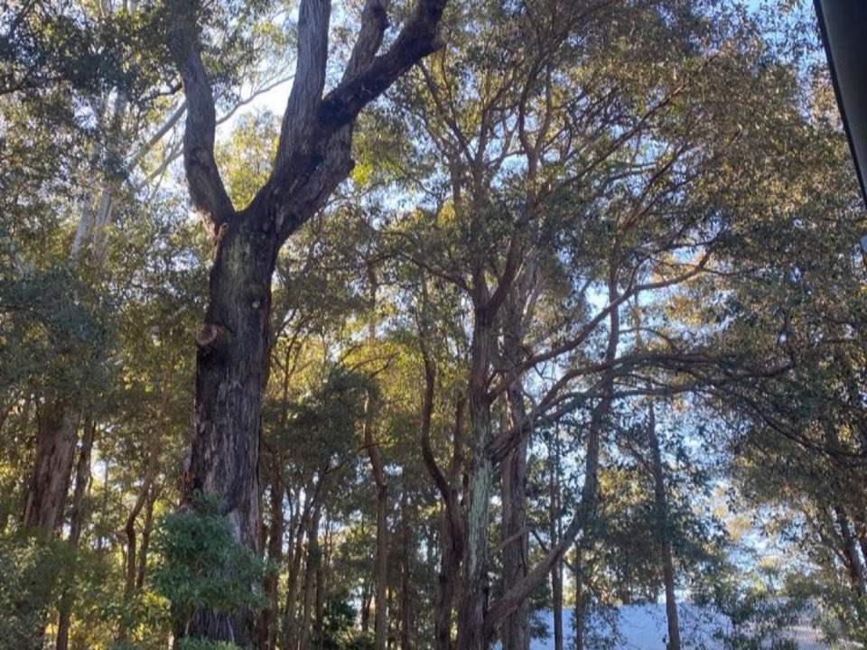 Mature trees in Hertfordshire parkland with a property visible in the background